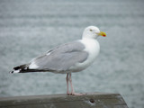 Gull by rvdb, photography->birds gallery