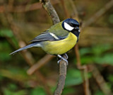The Fat boy by biffobear, photography->birds gallery