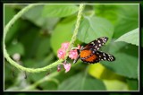 Learning The Ropes by Jimbobedsel, photography->butterflies gallery
