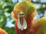 Shrimp Plant by beebs, Photography->Flowers gallery