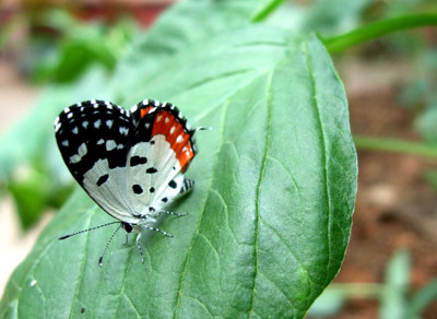 Click here to view at full resolution.