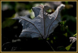 Lines of The Fortune Teller by vangoughs, photography->nature gallery