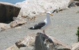 Western Gull by ShawnM, Photography->Birds gallery