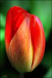 It's Tulip Time ! by LynEve, photography->flowers gallery