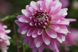 Lavender Dahlia by auroraobers, photography->flowers gallery