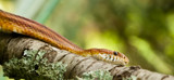 View of the prey by zunazet, Photography->Reptiles/amphibians gallery