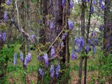 Wisteria &amp; Pine by bhaughton, Photography->Flowers gallery