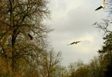 flyin together.. by gaeljet2, Photography->Birds gallery