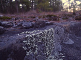 Moss on the Rocks by photographix, Photography->Landscape gallery