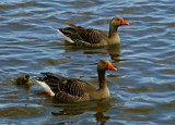 Greylag Geese by biffobear, photography->birds gallery