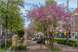 Amsterdam 34 by corngrowth, photography->city gallery