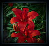 Bursting Lillies by vangoughs, Photography->Flowers gallery