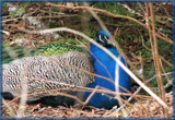 Well Sure You Can Hide But....... by scorpie, Photography->Birds gallery
