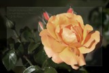 For Sandi by LynEve, photography->flowers gallery