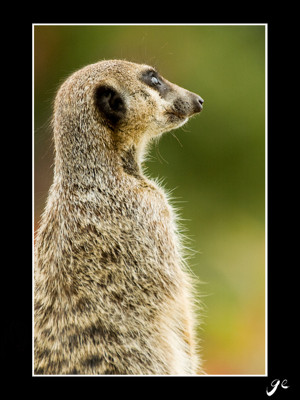 Click here to view at full resolution.