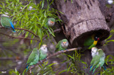 Family Gathering by bOdell, photography->birds gallery