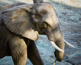 African Elephant by luckyshot, photography->animals gallery