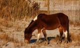 Assateague Pony by Jimbobedsel, photography->animals gallery