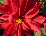 Simply Red by LynEve, photography->flowers gallery
