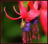 Busy Bee by LynEve, photography->insects/spiders gallery