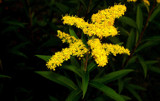 Golden Rod by TheWhisperer, Photography->Flowers gallery