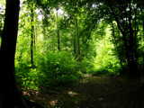 inside forest by gaeljet2, Photography->Landscape gallery