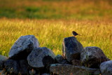 sparrow on the rocks by solita17, photography->birds gallery