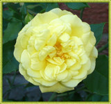 Yellow Rose for Susanner aka: SEFA by icedancer, photography->flowers gallery Yellow Rose for Susanner aka: SEFA by icedancer, photography->flowers gallery
