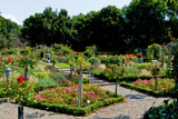 Summer Glory by Ramad, photography->gardens gallery