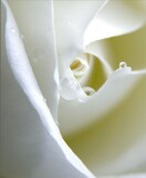 A Different Perspective by Texan1968, photography->macro gallery