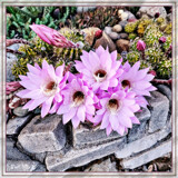Echinopsis Cactus Flowers by Flmngseabass, photography->flowers gallery