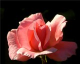 Pretty In Pink by Texan1968, photography->flowers gallery