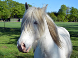 Horse Portrait by Ramad, photography->animals gallery