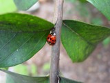 Waiting by bigjon, photography->insects/spiders gallery