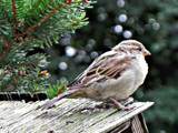 Sparrow on the rooftop by Ramad, photography->birds gallery