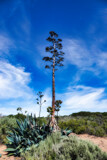 Agave by Rahjure, photography->flowers gallery