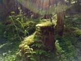 Mossy tree stump by mausi2541, photography->nature gallery