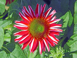 A New Cone Flower by trixxie17, photography->flowers gallery