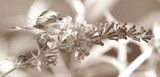 Sephia Tones With Highlights by vangoughs, photography->butterflies gallery