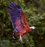 Black Collared Hawk by jeenie11, photography->birds gallery