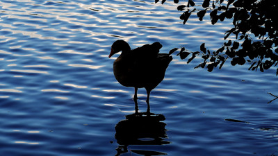 Click here to view at full resolution.