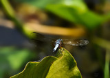 Lookin At The Backside by vangoughs, photography->insects/spiders gallery