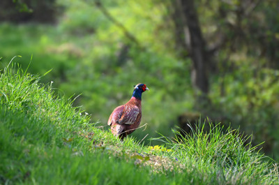 Click here to view at full resolution.