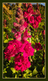 Snapdragon by LynEve, photography->flowers gallery