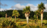 Cabbage Trees - Ti Kouka by LynEve, photography->nature gallery