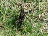 Devil's Horse by PatAndre, photography->insects/spiders gallery