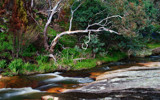 Springcreek Cascades and Tree. by Mythmaker, photography->landscape gallery