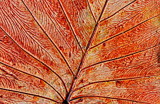 Veins Of The Leaf by LakeMichigan, photography->manipulation gallery