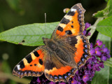 Butterfly by Paul_Gerritsen, Photography->Butterflies gallery