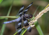 Black Dragon by rahto, photography->insects/spiders gallery